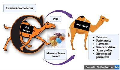 Effect of mineral-vitamin premix supplementation on behavioral, performance, hormonal, oxidative stress, and serum biochemical profiles on rutting male Camelus dromedarius in Egypt